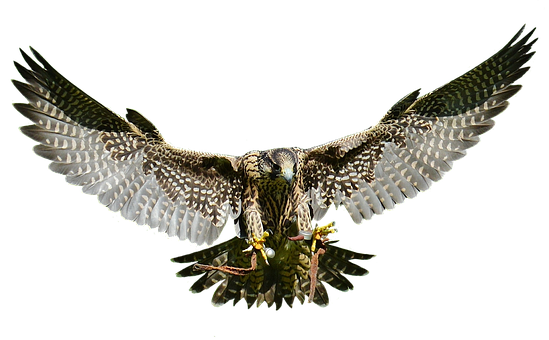 Majestic Falcon In Flight PNG