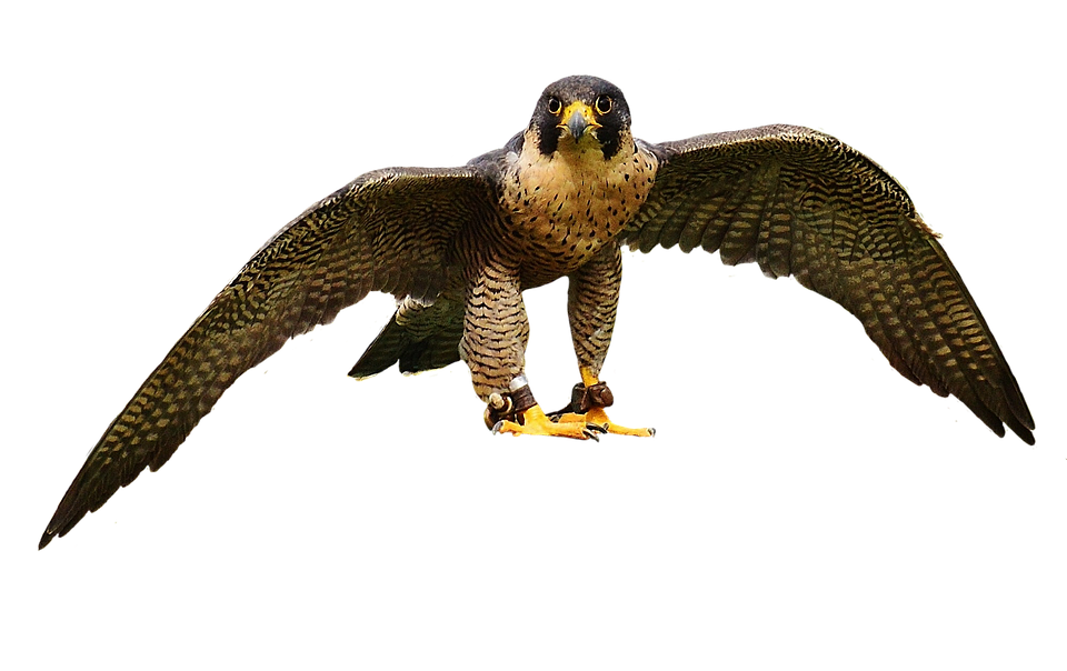 Majestic Falcon In Flight.png PNG