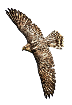 Majestic Falcon In Flight PNG