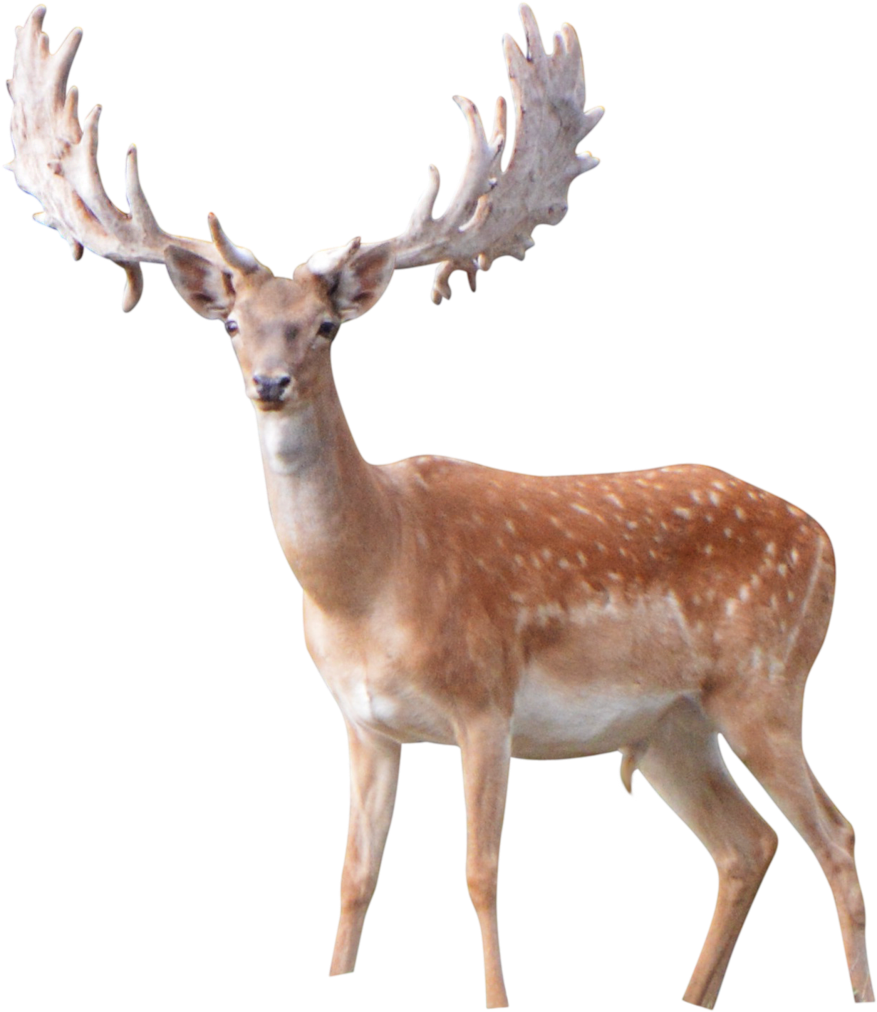 download-majestic-fallow-deerwith-antlers-wallpapers