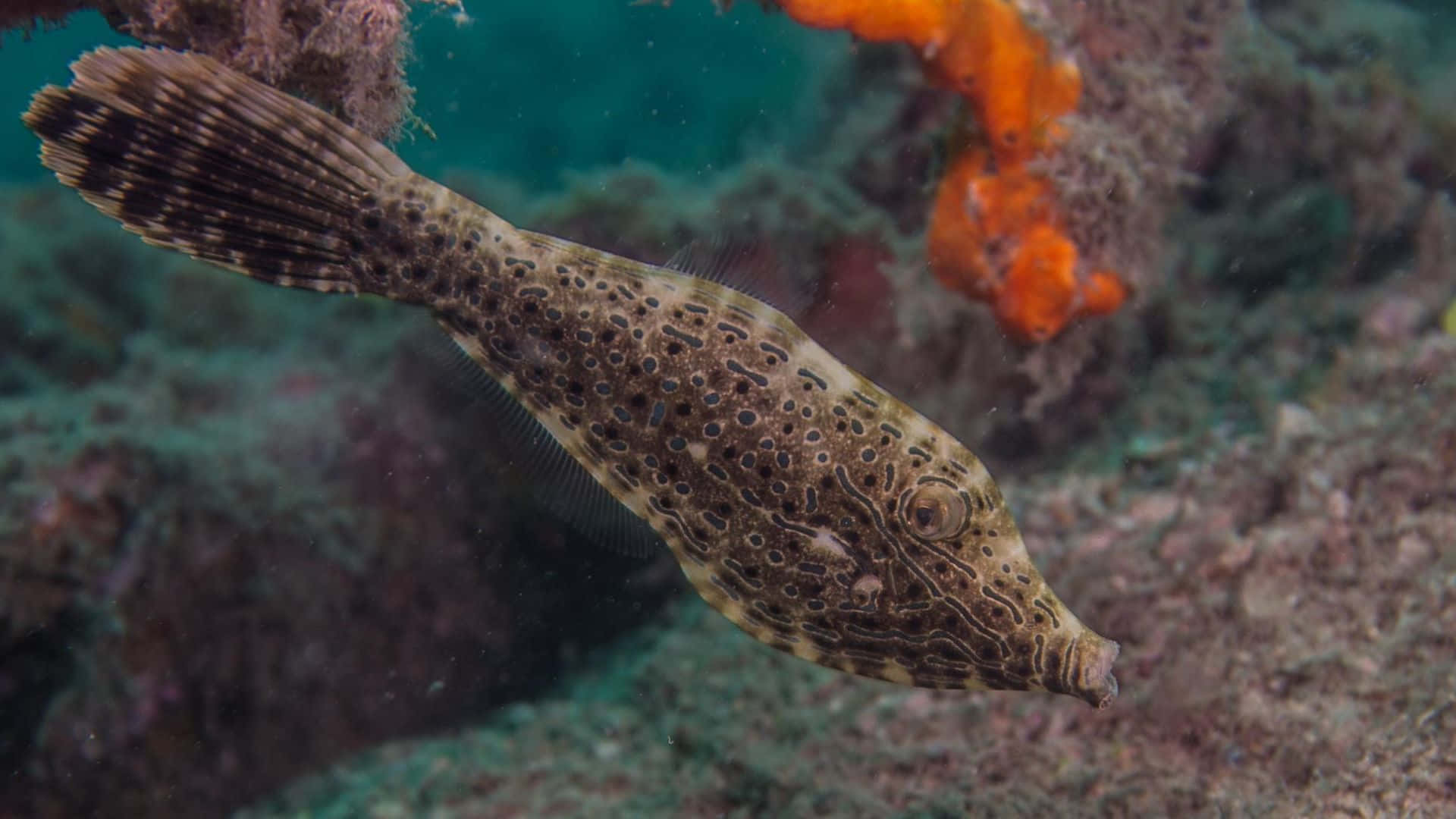 Majestic Filefish Swimming In The Tropical Waters. Wallpaper