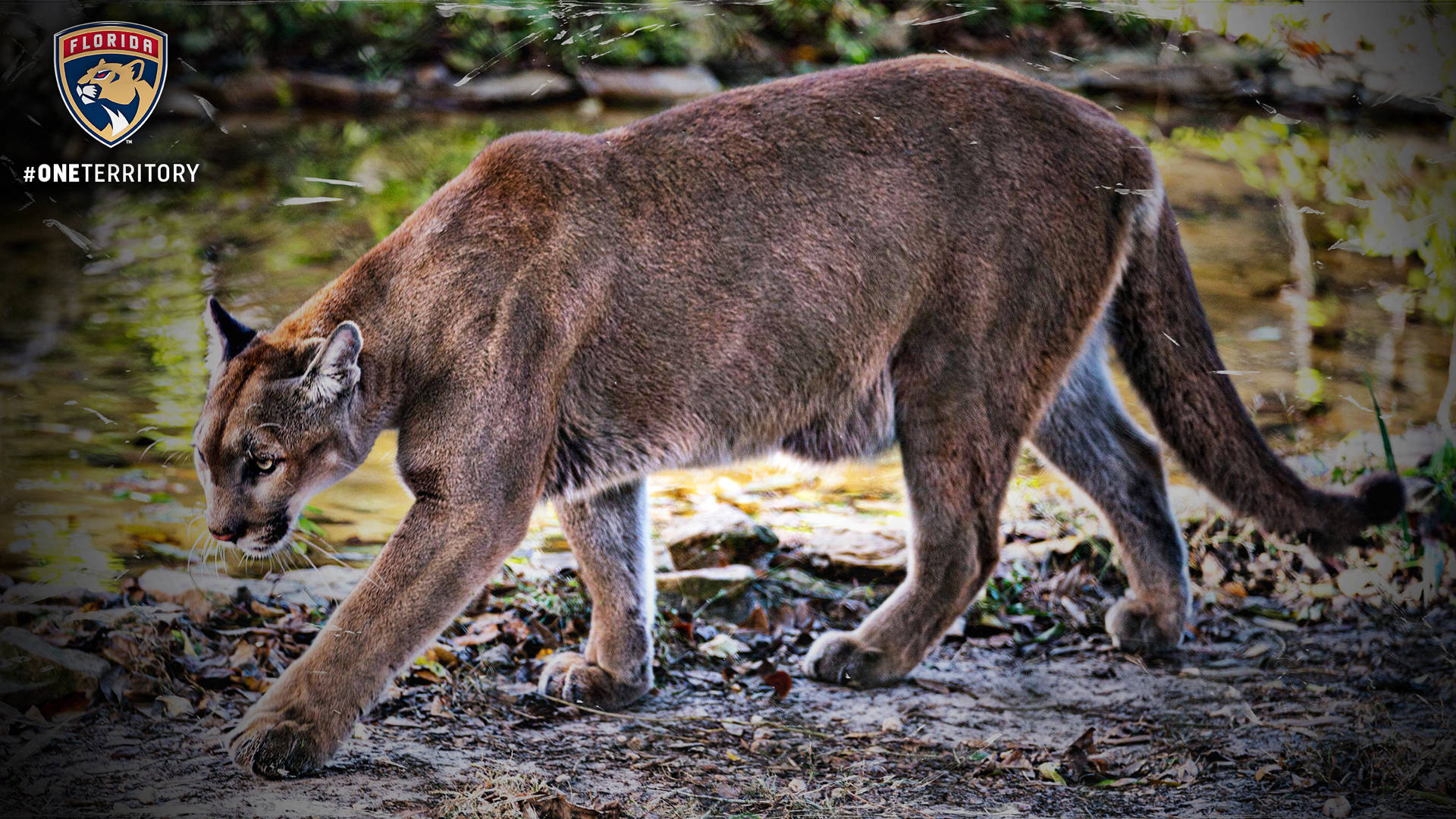Majestic Florida Panther Roaming Through Natural Habitat Wallpaper