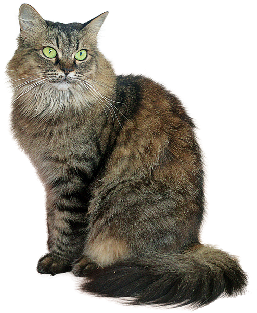 Majestic Fluffy Cat PNG