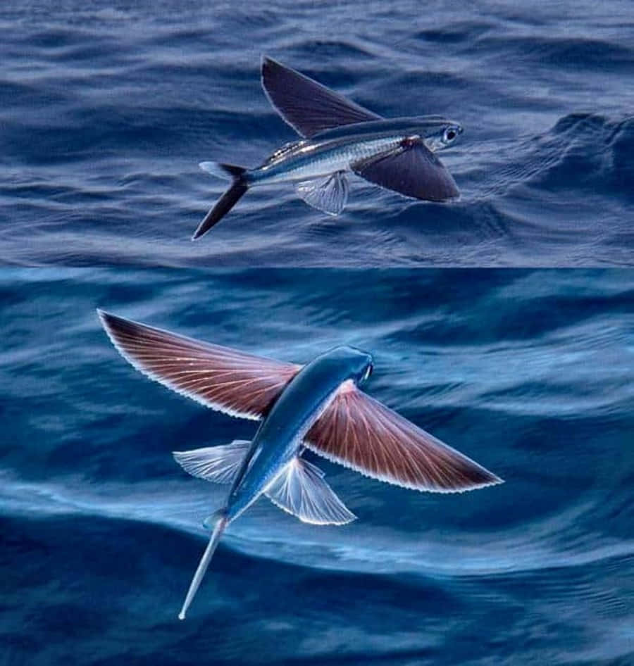 Download Majestic Flying Fish Gliding Above The Ocean Surface Wallpaper ...