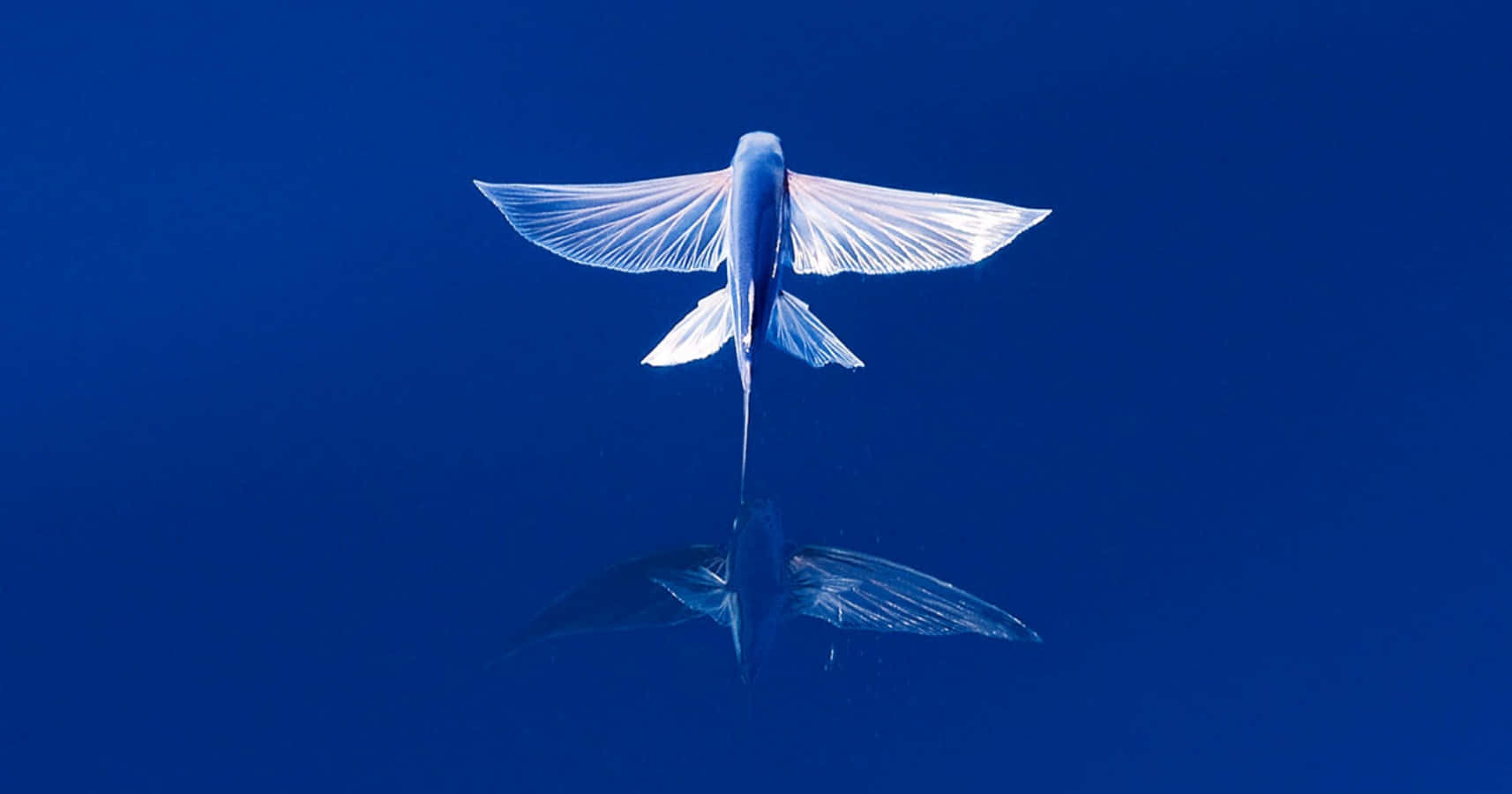 Majestic Flying Fish Gliding Above The Ocean Waves Wallpaper