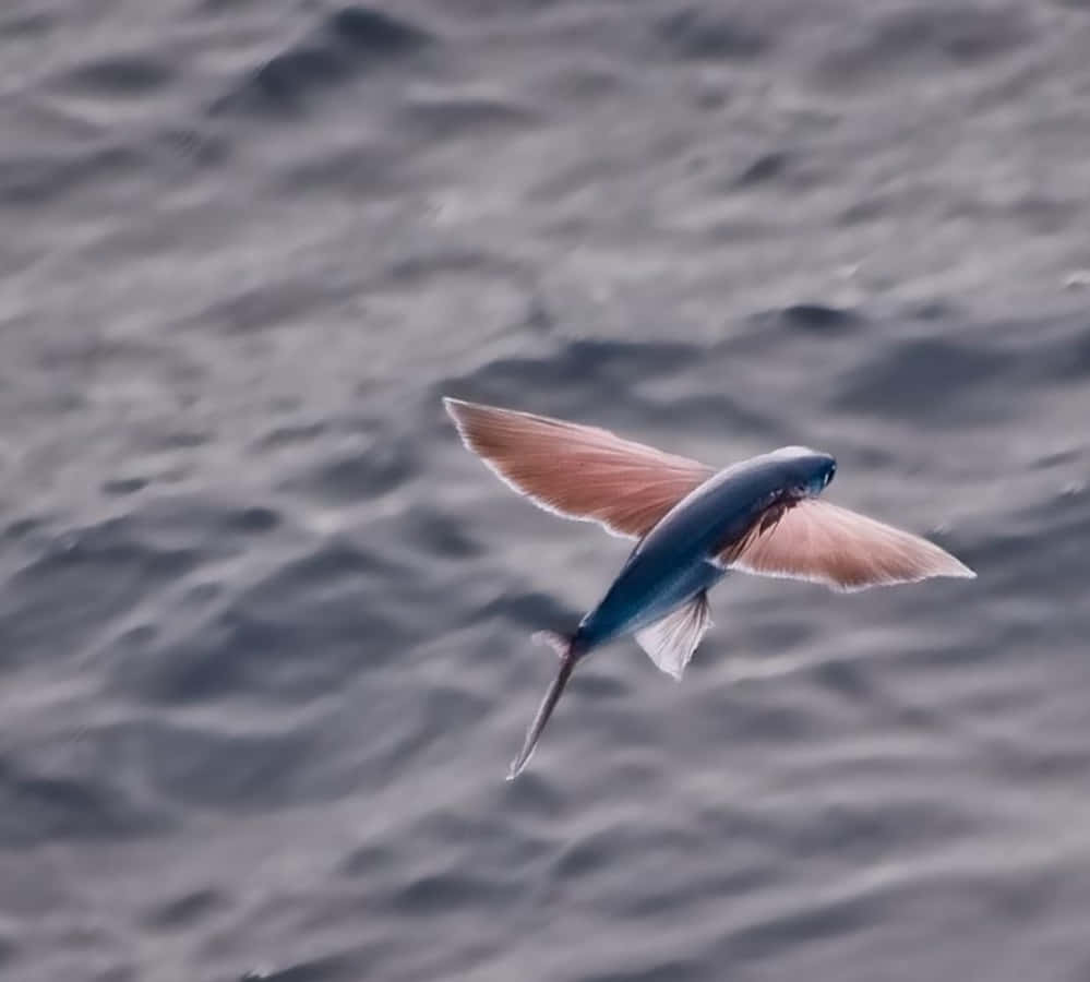 Majestic Flying Fish Gliding Over The Ocean Wallpaper