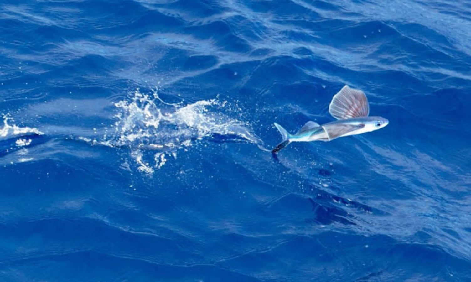 Majestic Flying Fish In Mid-air Wallpaper