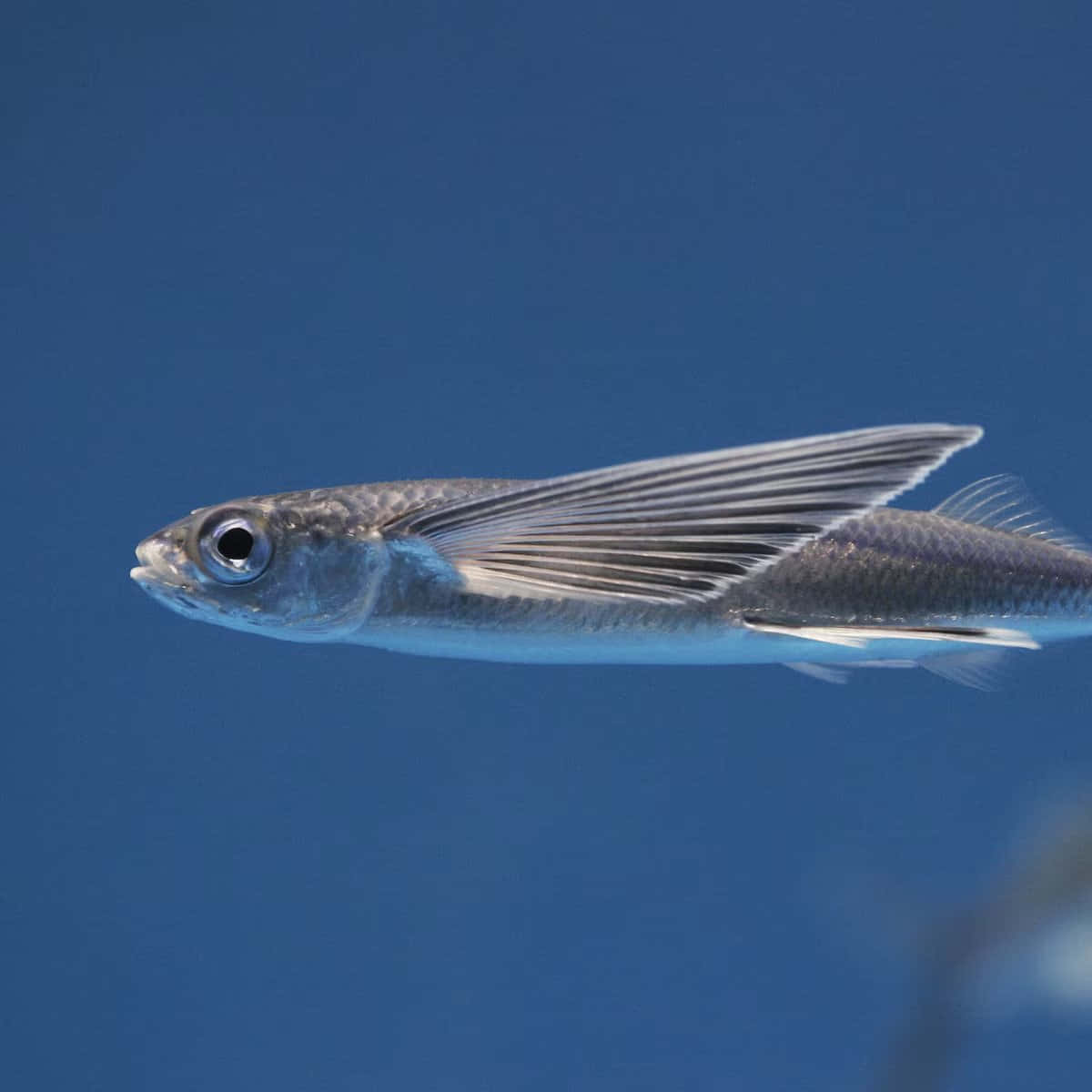 Majestic Flying Fish Soaring Above The Ocean Wallpaper