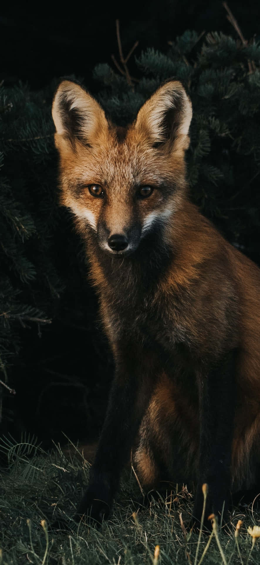 Majestic Foxin Nature.jpg Wallpaper