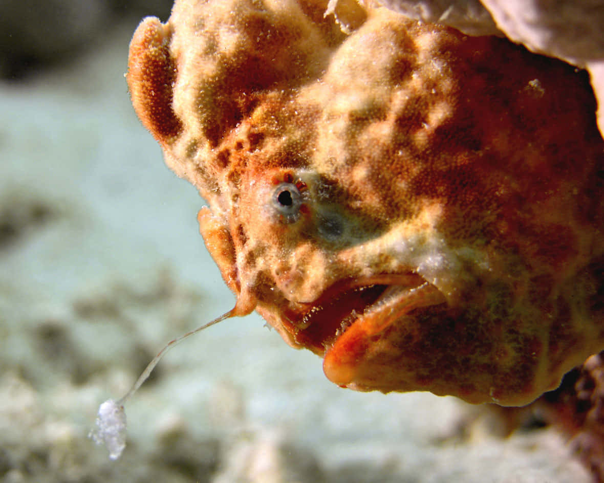 Majestic Frogfish Camouflaging In The Deep Blue Sea Wallpaper