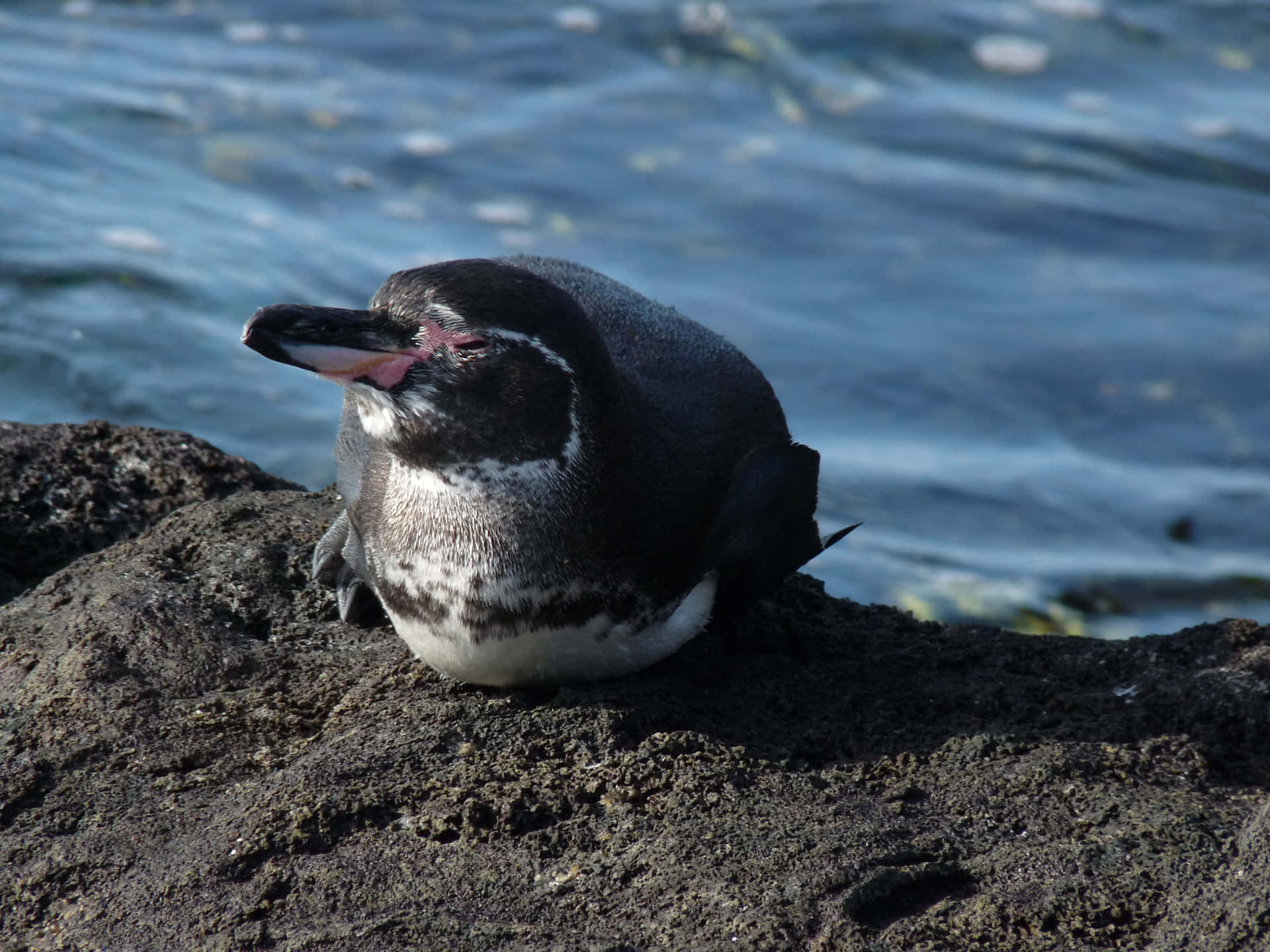 Majestic Galapagos Penguin Standing On A Rocky Coast Wallpaper