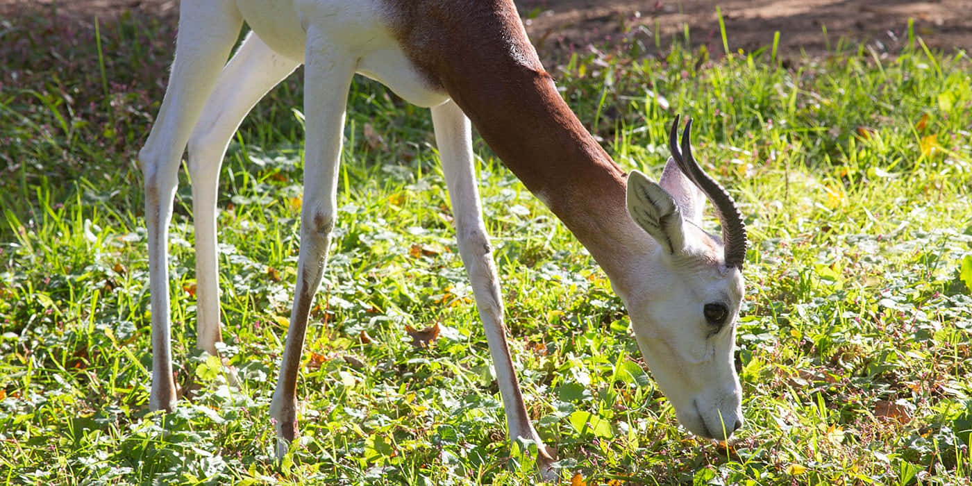 Gazelle Megah Melompat Anggun Di Padang Savana Emas. Wallpaper