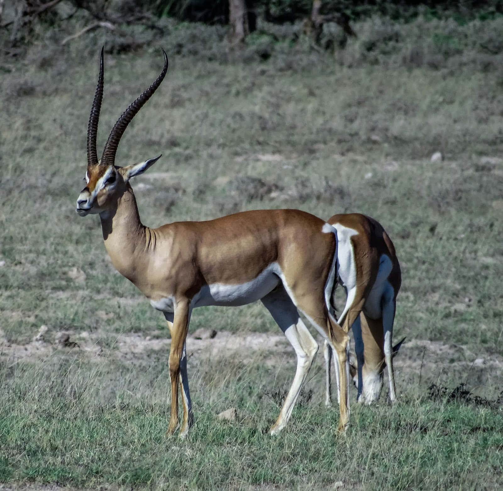 Majestic Gazelle In Natural Habitat Wallpaper