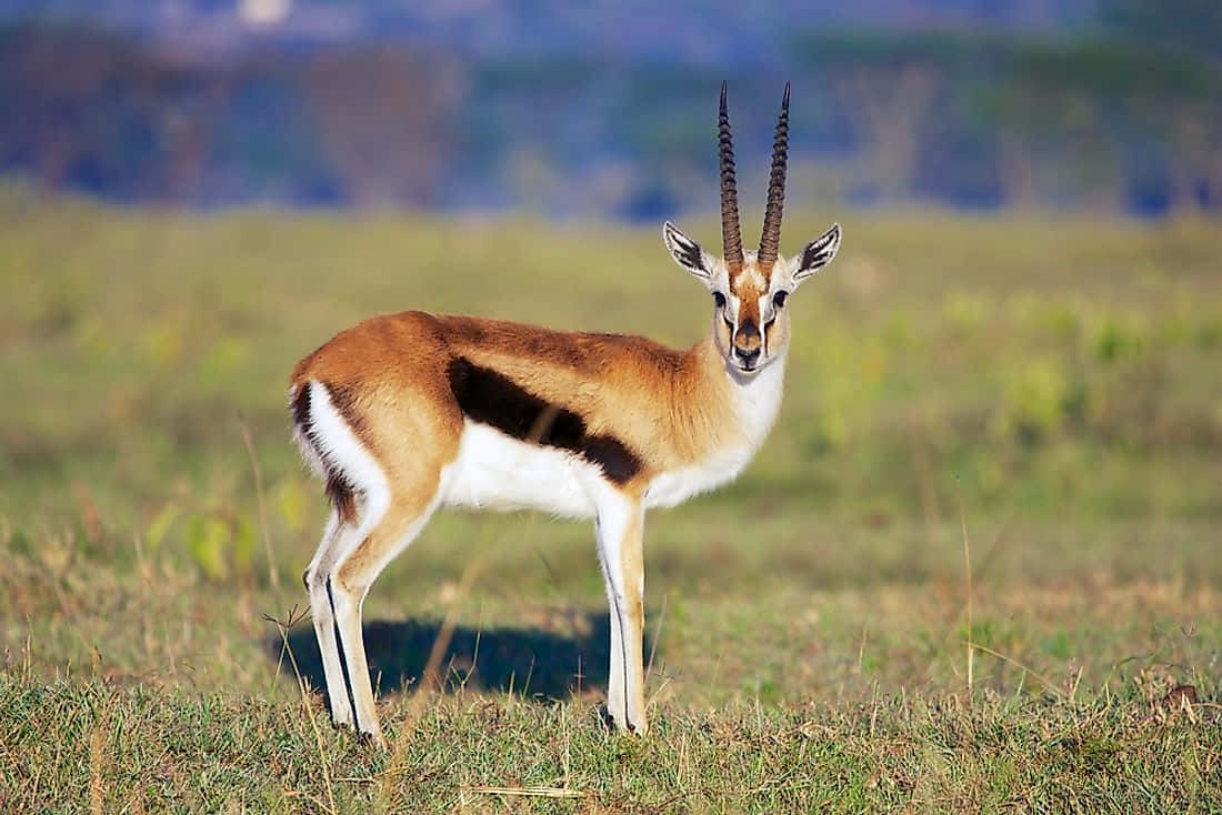 Majestic Gazelle In Serene Wilderness Wallpaper