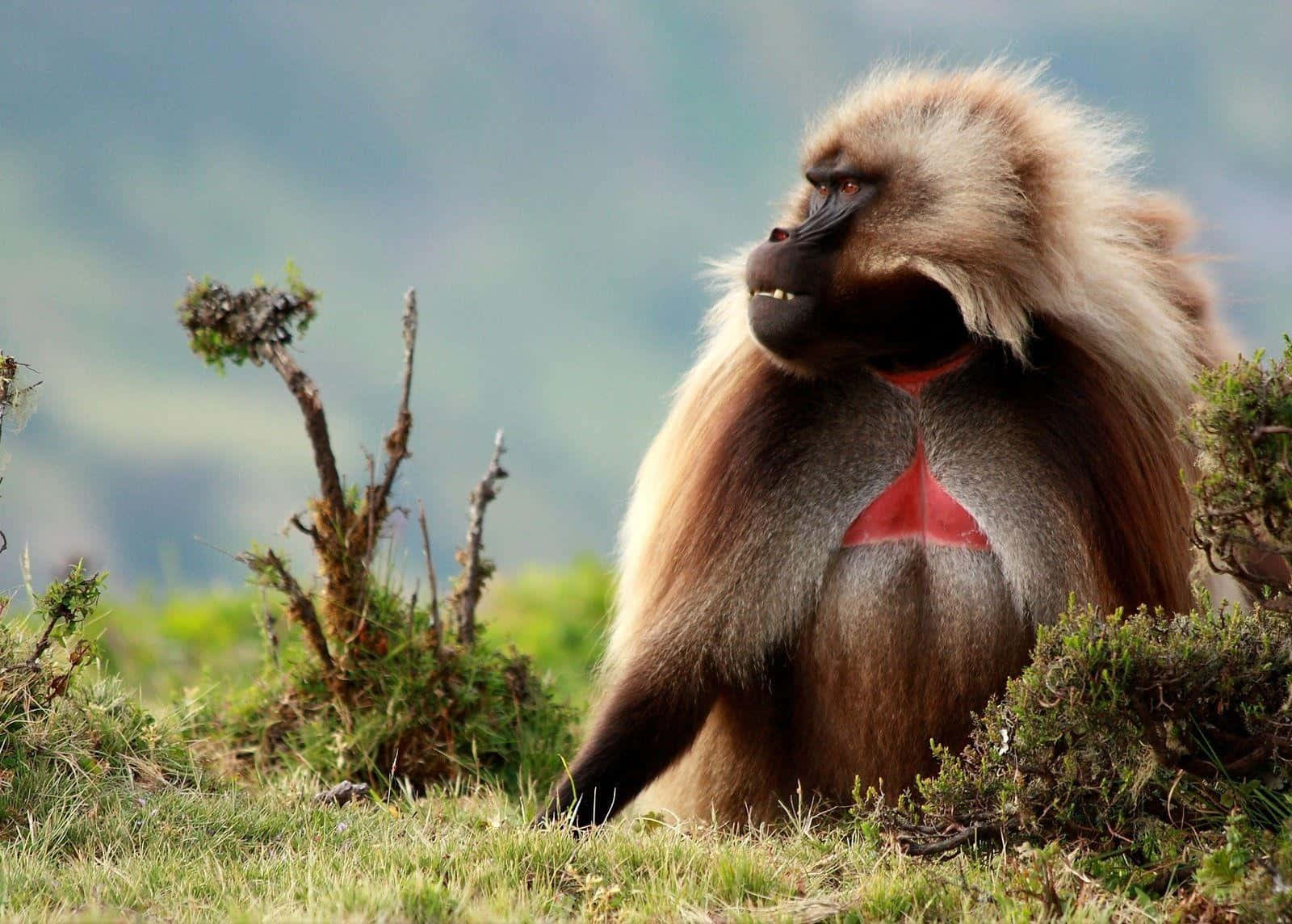 Majestic Gelada Baboonin Natural Habitat.jpg Wallpaper