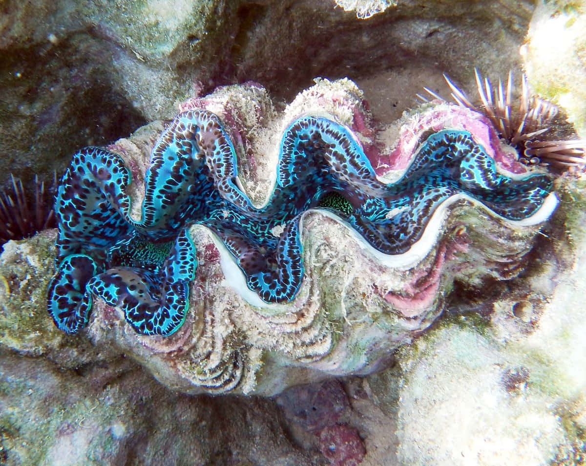 Majestic Giant Clam In The Deep Blue Sea Wallpaper