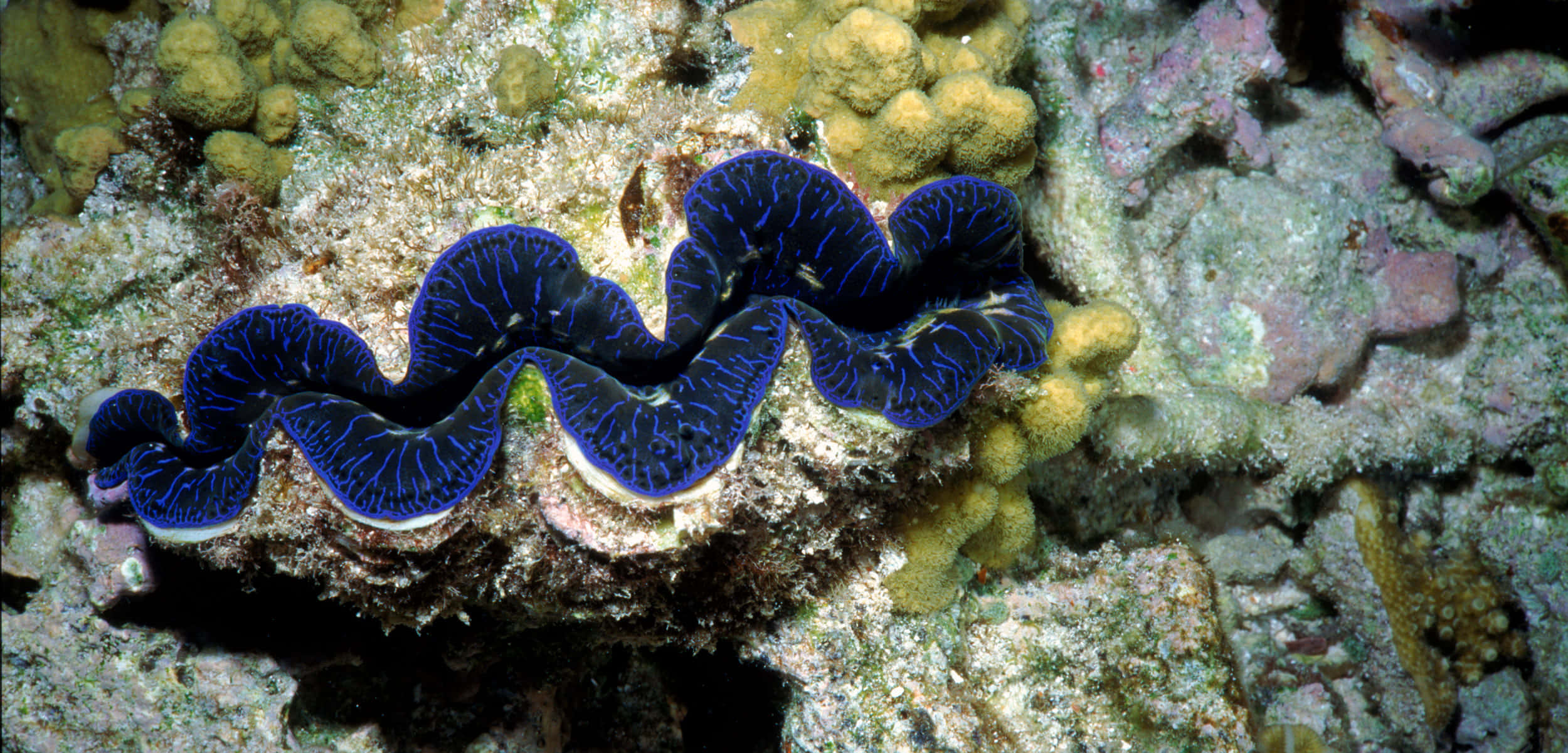 Majestic Giant Clam In Vibrant Underwater Scenery Wallpaper