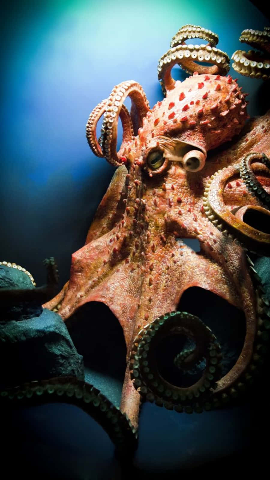 Majestic Giant Pacific Octopus Wallpaper