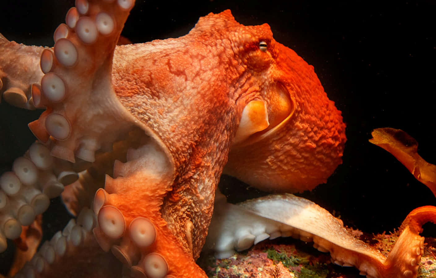 Majestic Giant Pacific Octopus In Its Natural Habitat Wallpaper