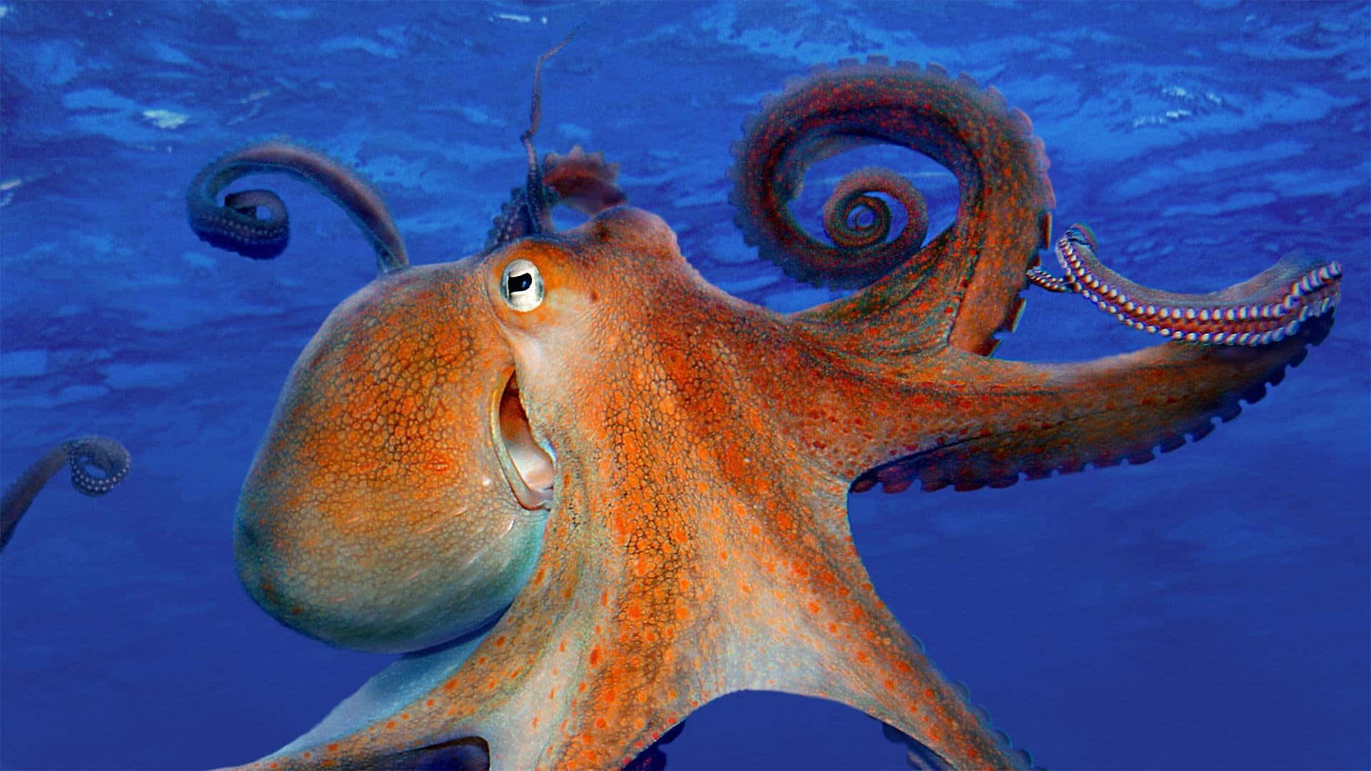 Majestic Giant Pacific Octopus Swimming In The Deep Blue Sea Wallpaper