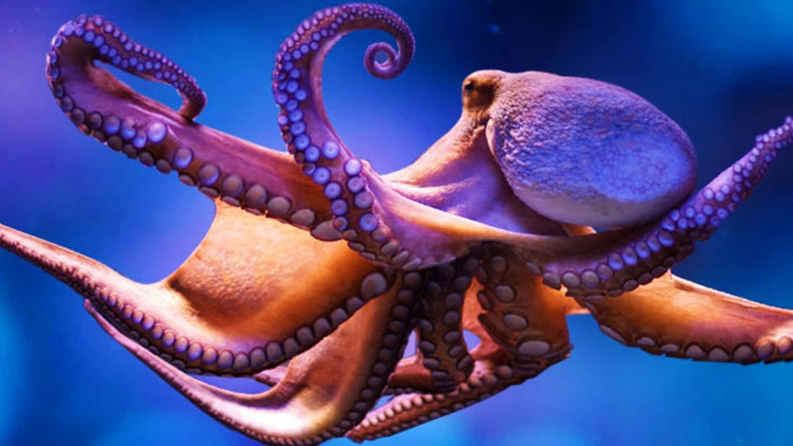 Majestic Giant Pacific Octopus Swimming In The Deep Ocean Wallpaper