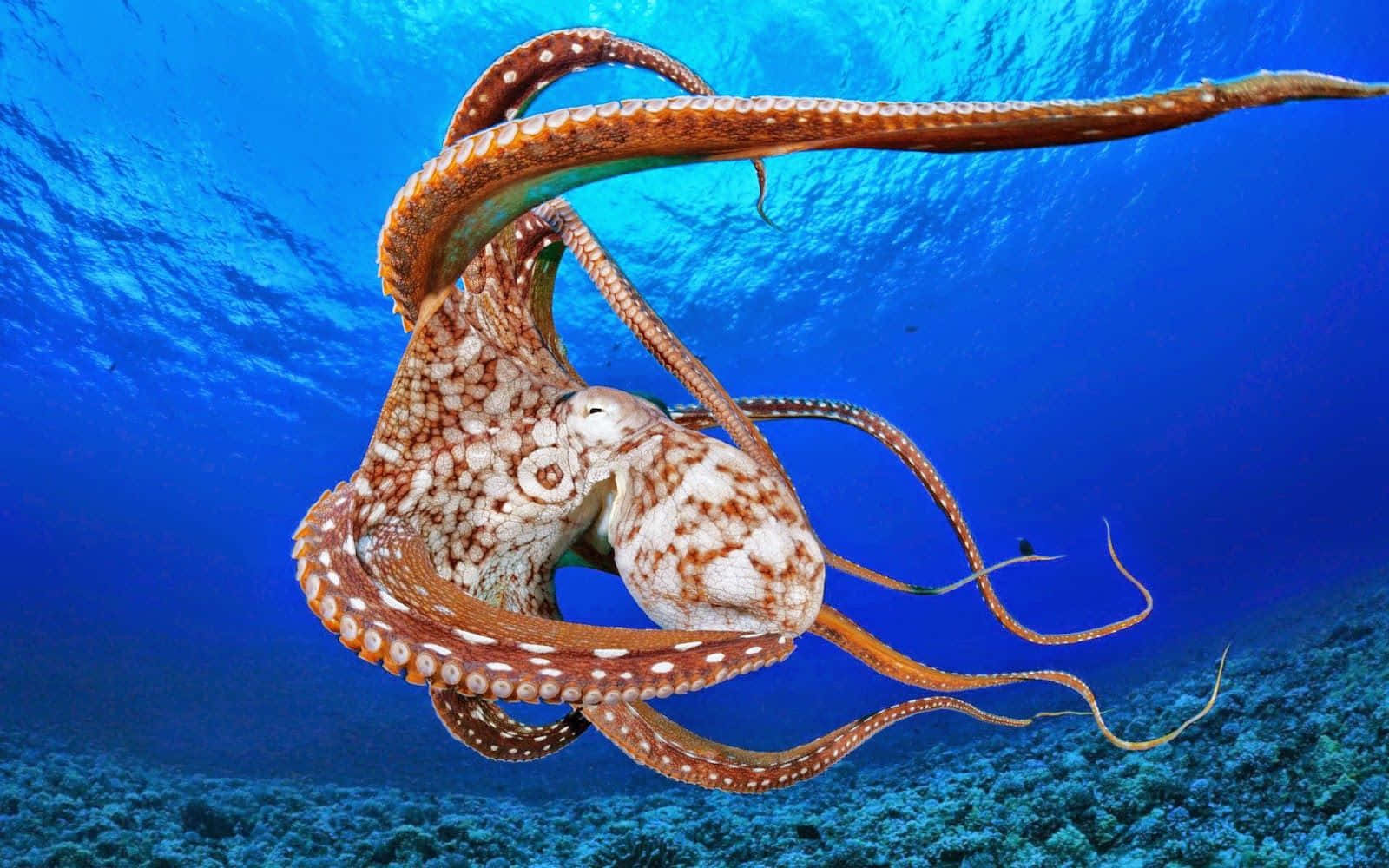 Majestic Giant Pacific Octopus Underwater Exploration Wallpaper