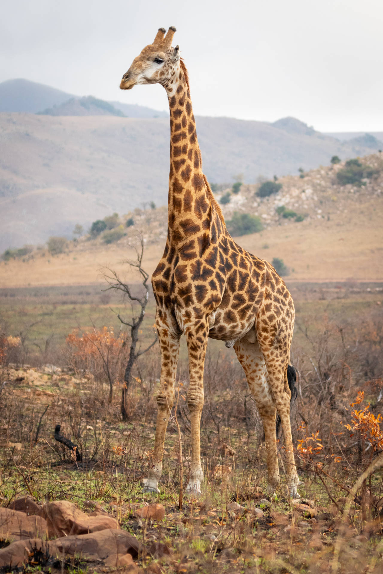 Majestic Giraffe Wild Animal Wallpaper