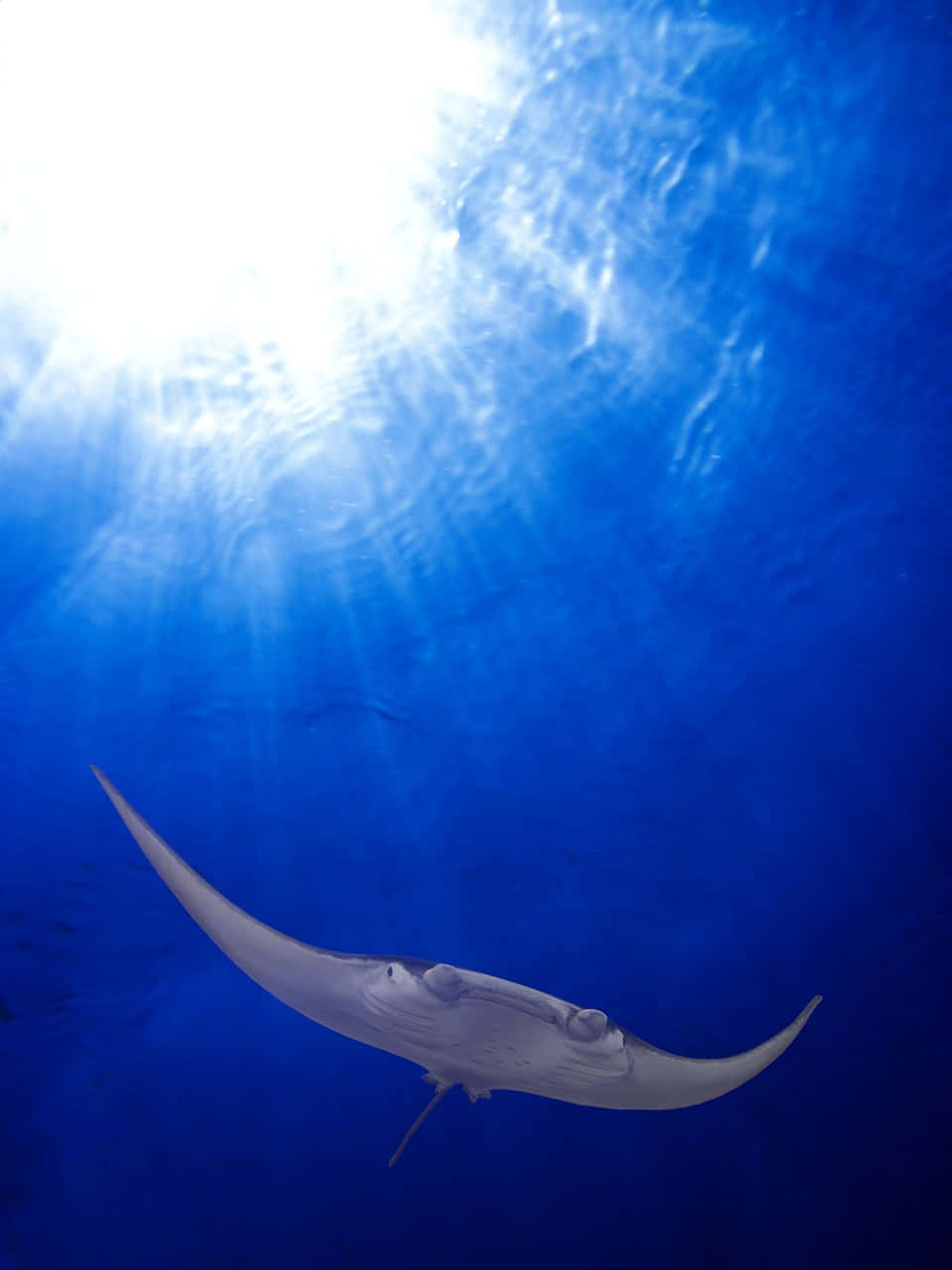 Majestic Glide Of A Manta Ray Wallpaper