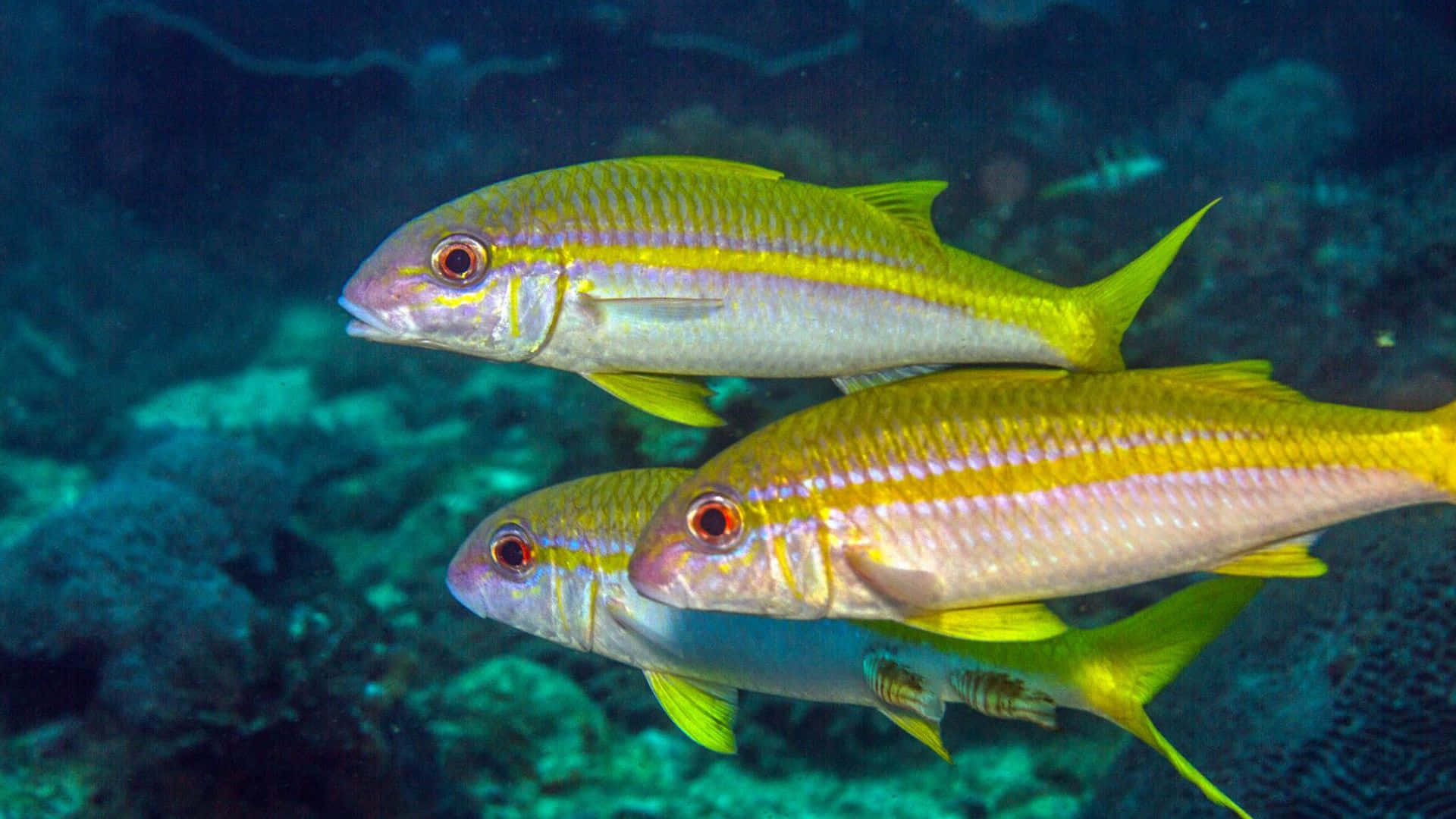 Majestueuze Geitenvis Zwemmen In Helderblauwe Wateren Achtergrond