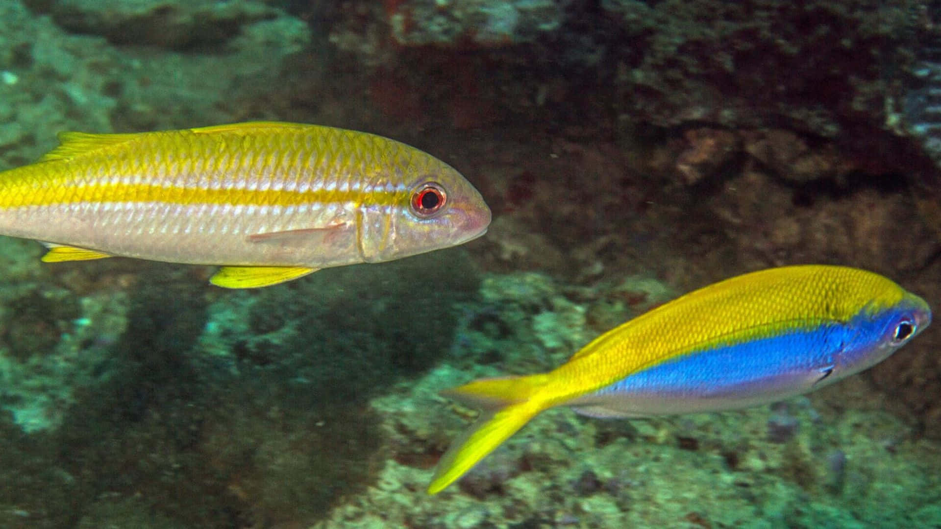 Poisson Chèvre Majestueux Nageant Dans L'océan Profond Fond d'écran