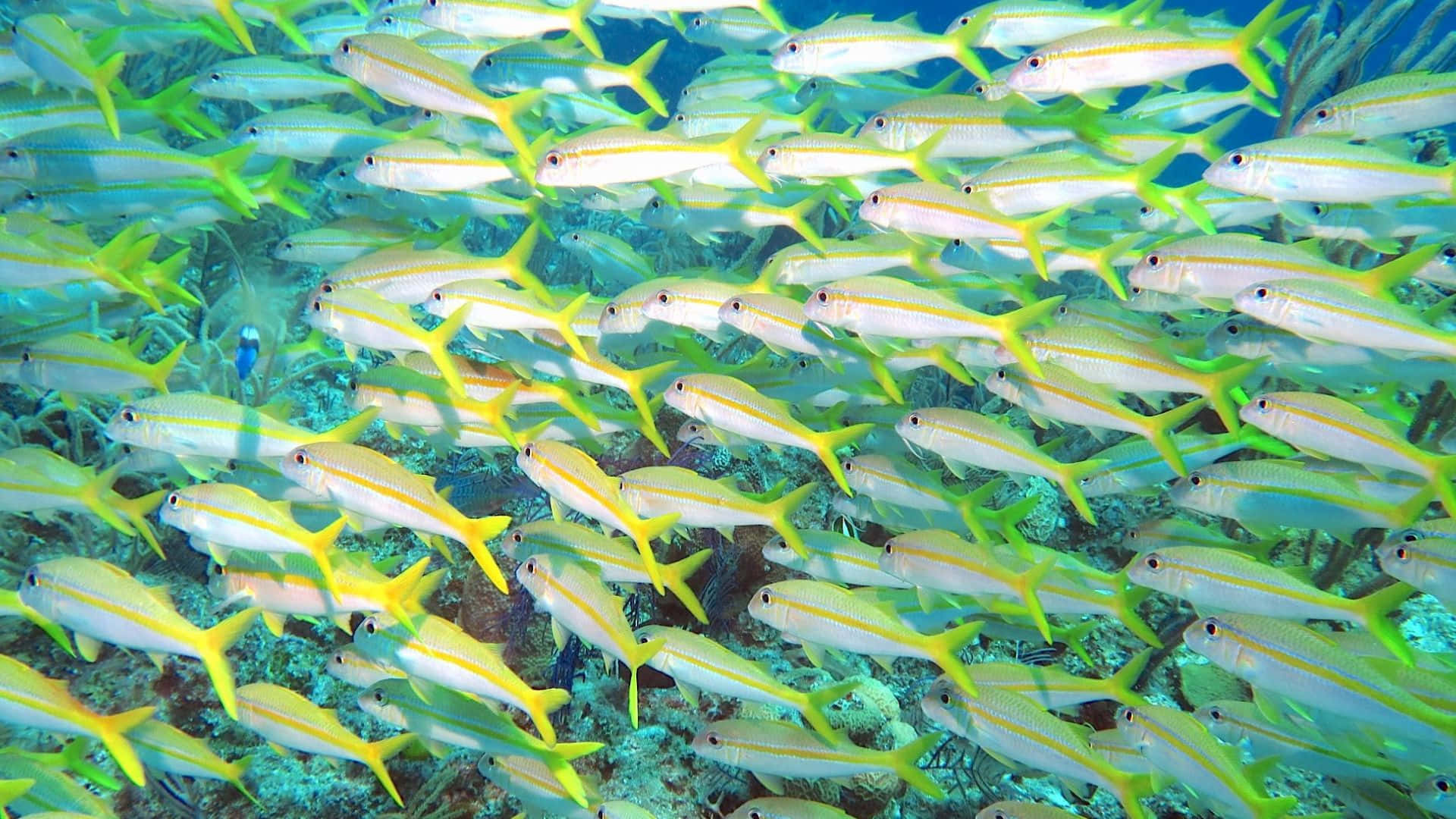 Poisson Chèvre Majestueux Nageant Dans Les Profondeurs De L'océan Fond d'écran