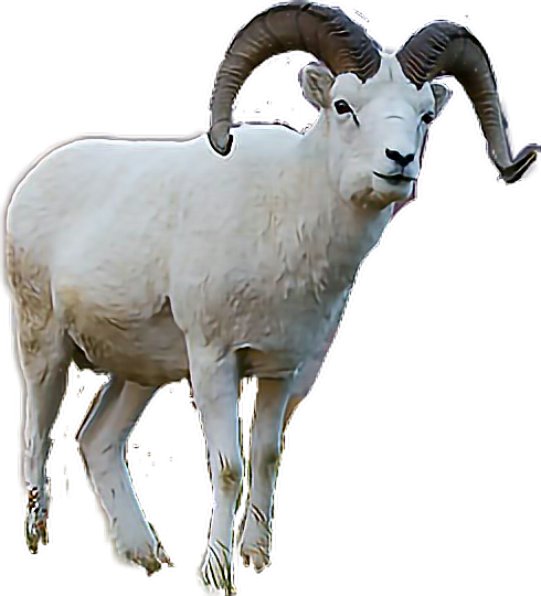 Majestic Goatwith Curled Horns PNG