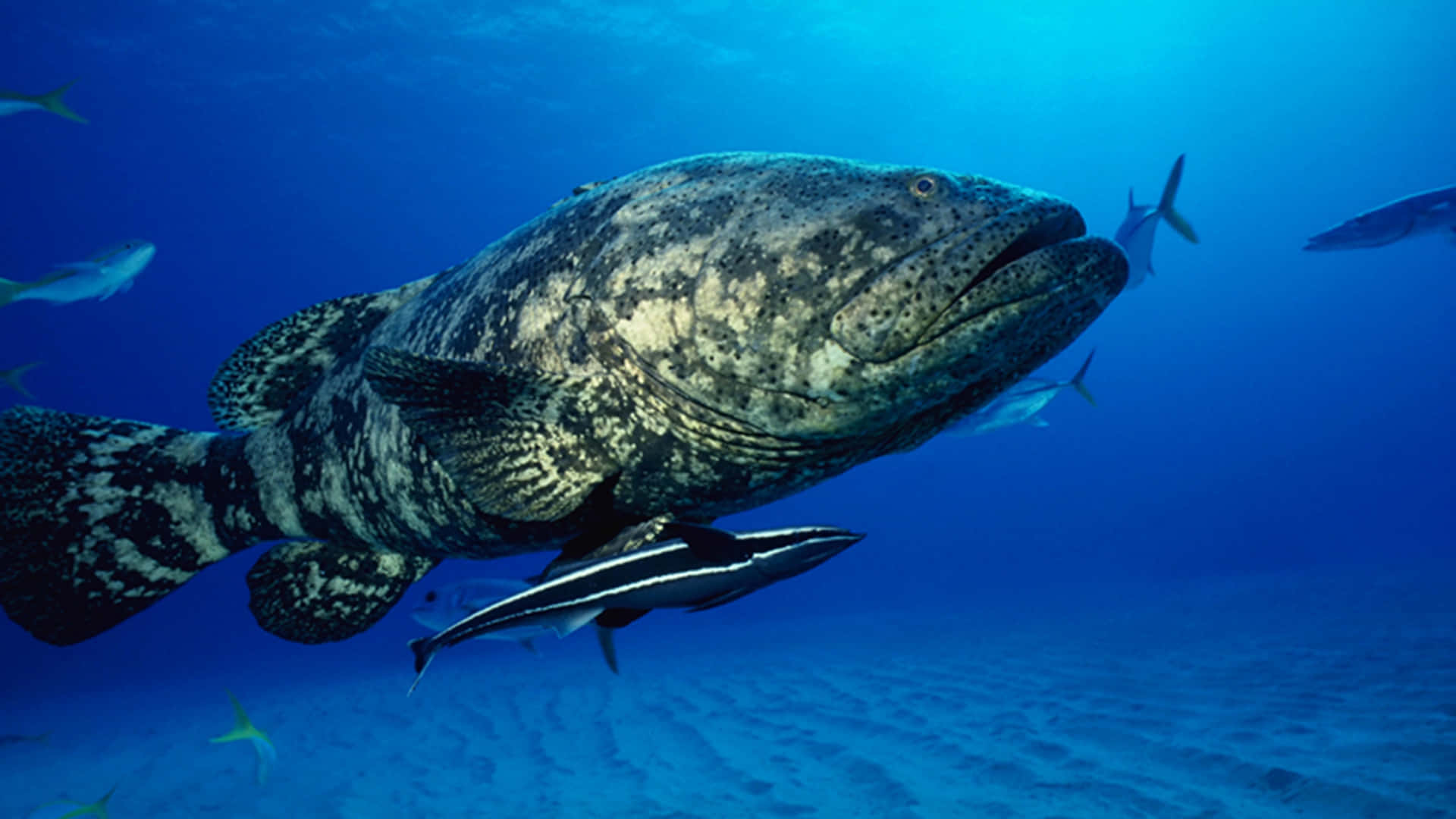 Majestic Goliath Grouper Underwater Wallpaper