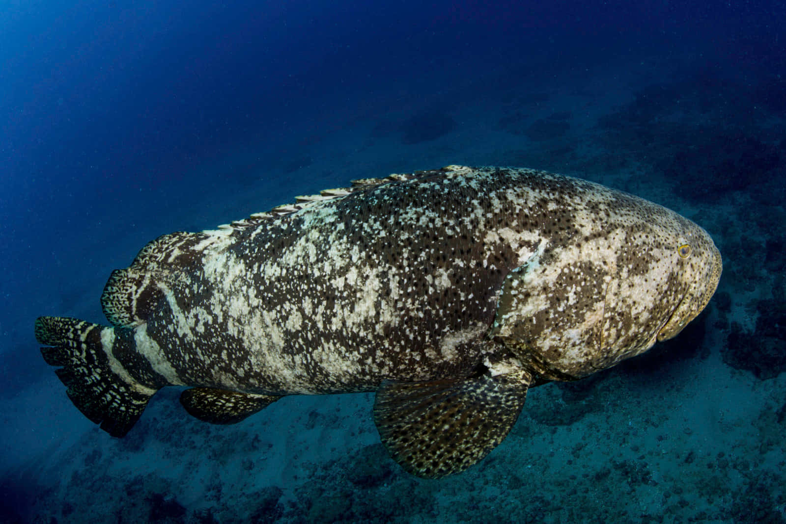 Majestic Goliath Grouper Underwater Wallpaper