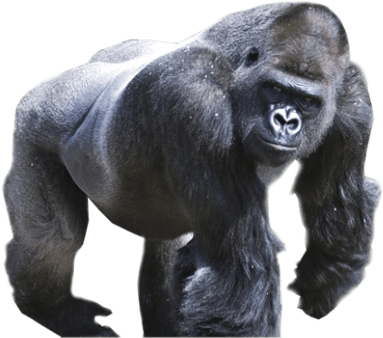 Majestic Gorilla Stance PNG