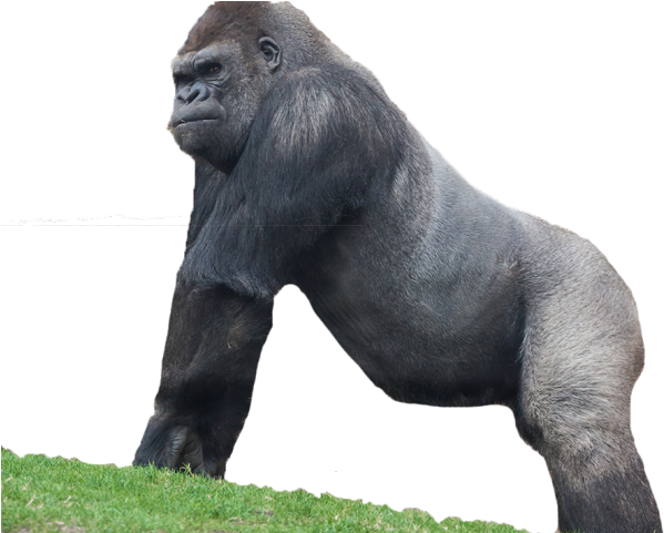 Majestic Gorilla Standing PNG