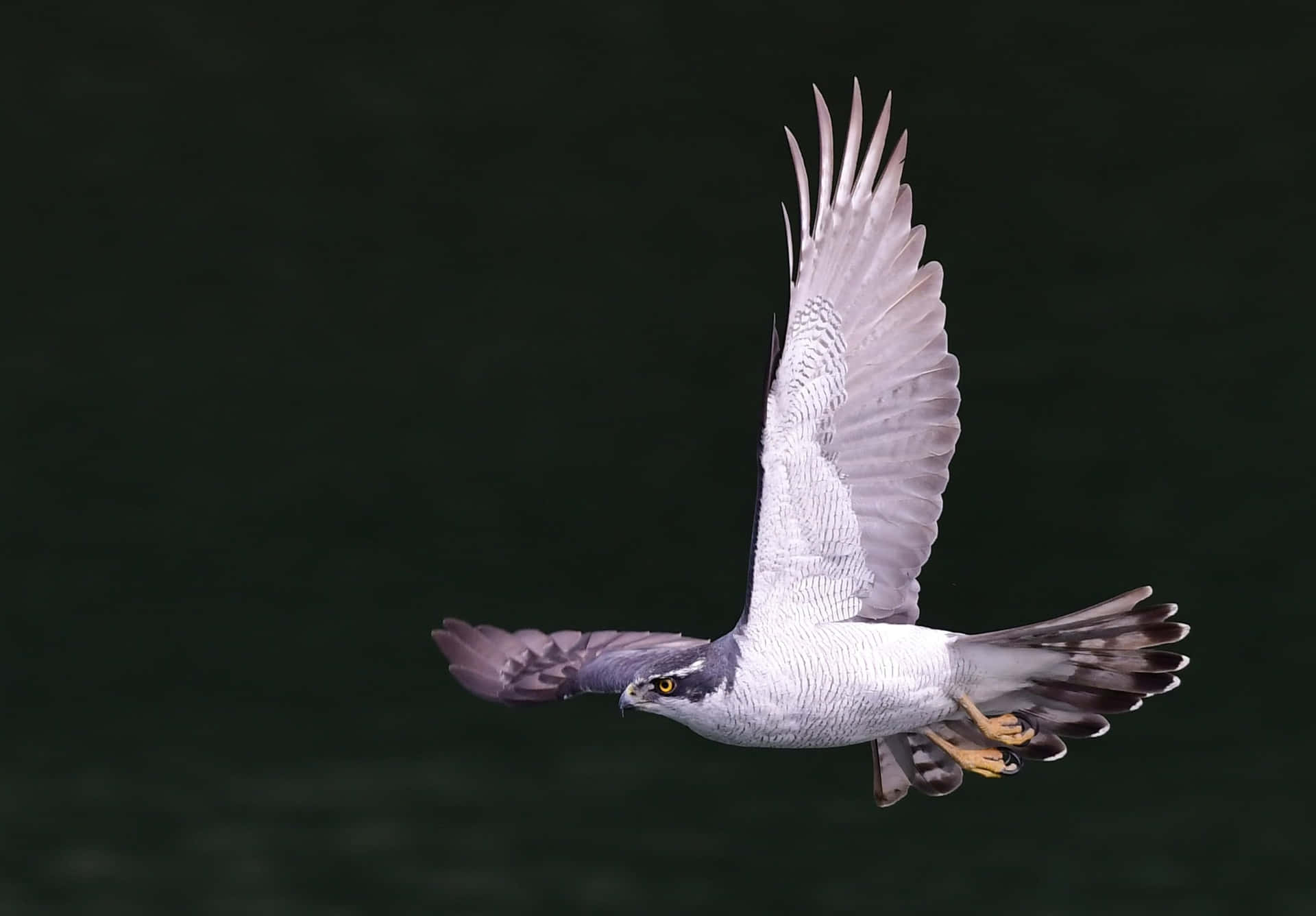 Majestic Goshawk In Flight Wallpaper