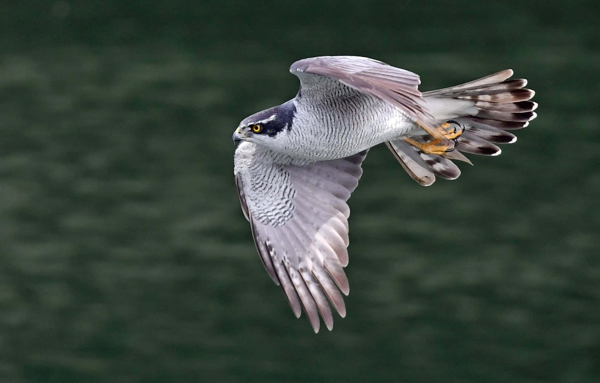 Majestic Goshawk In Flight Wallpaper