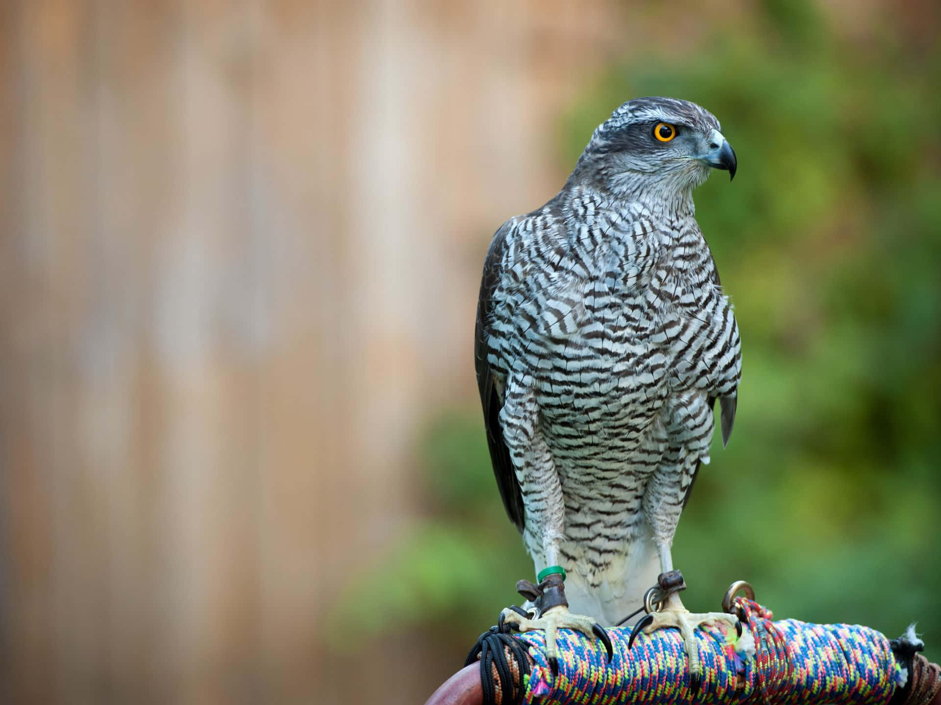 Majestic Goshawk Perched Wallpaper