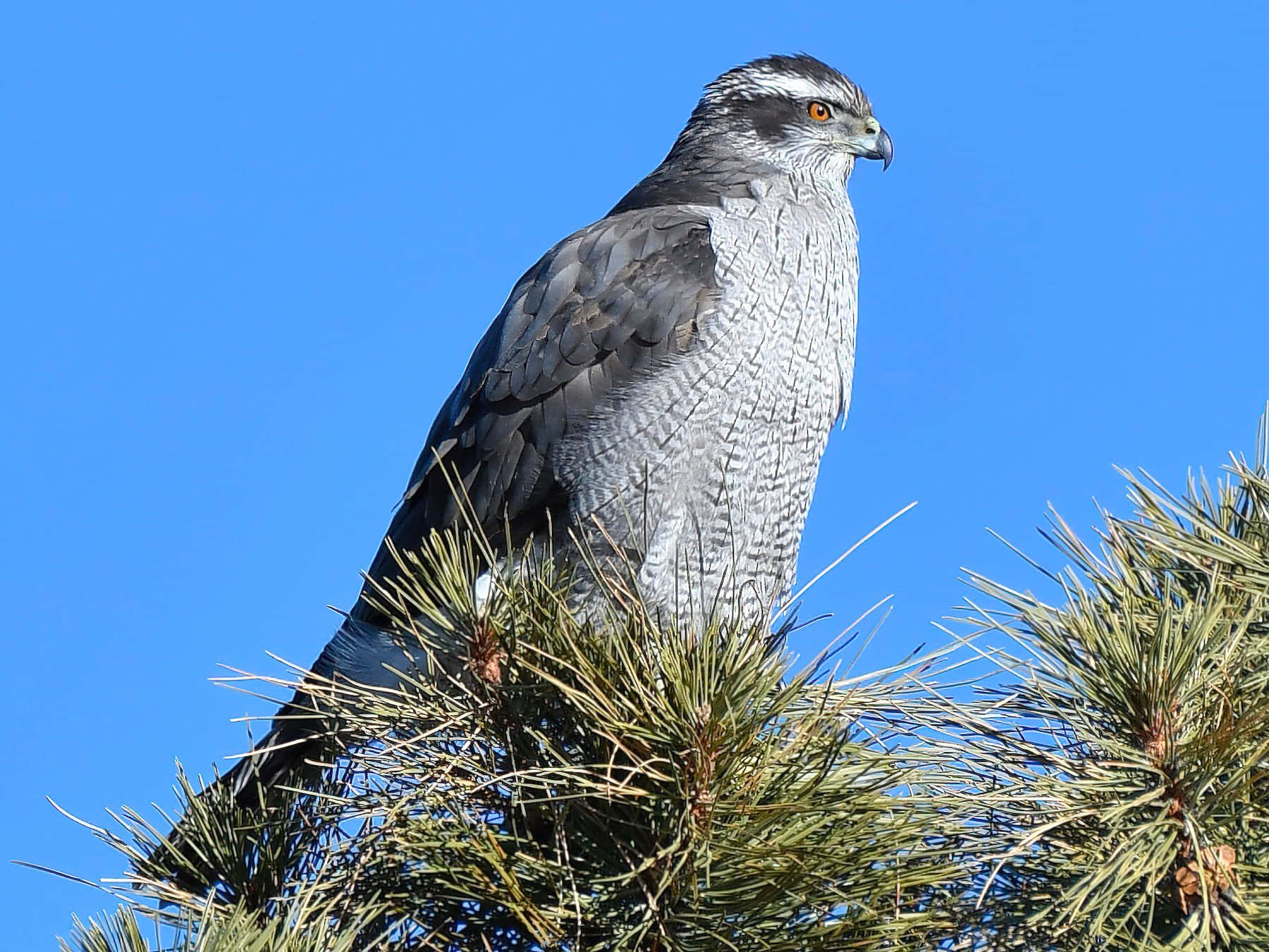 Majestic Goshawk Perchedon Pine Wallpaper