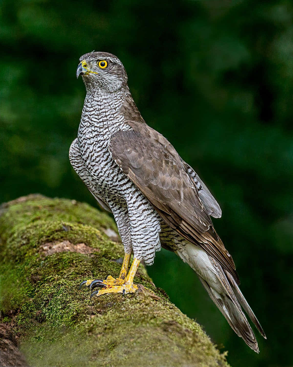 Majestic Goshawk Perchedon Tree Wallpaper