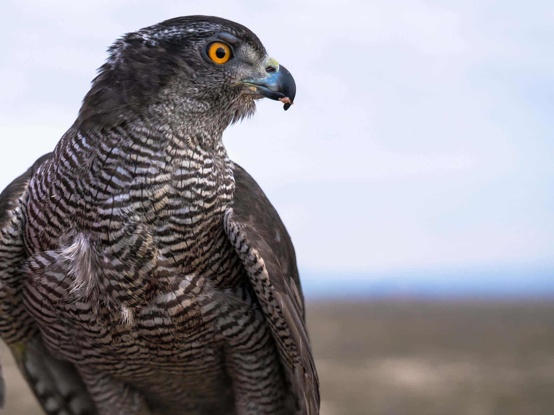 Majestic Goshawk Portrait Wallpaper