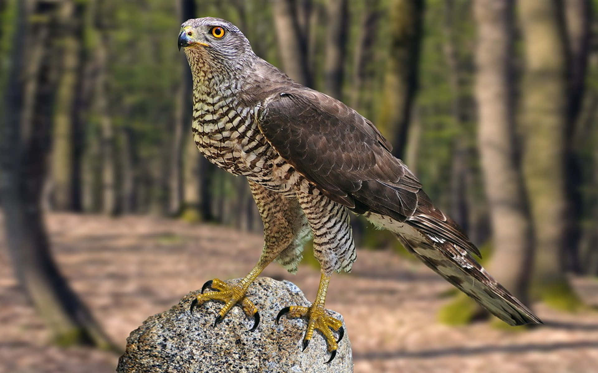 Majestic Goshawkin Forest Wallpaper