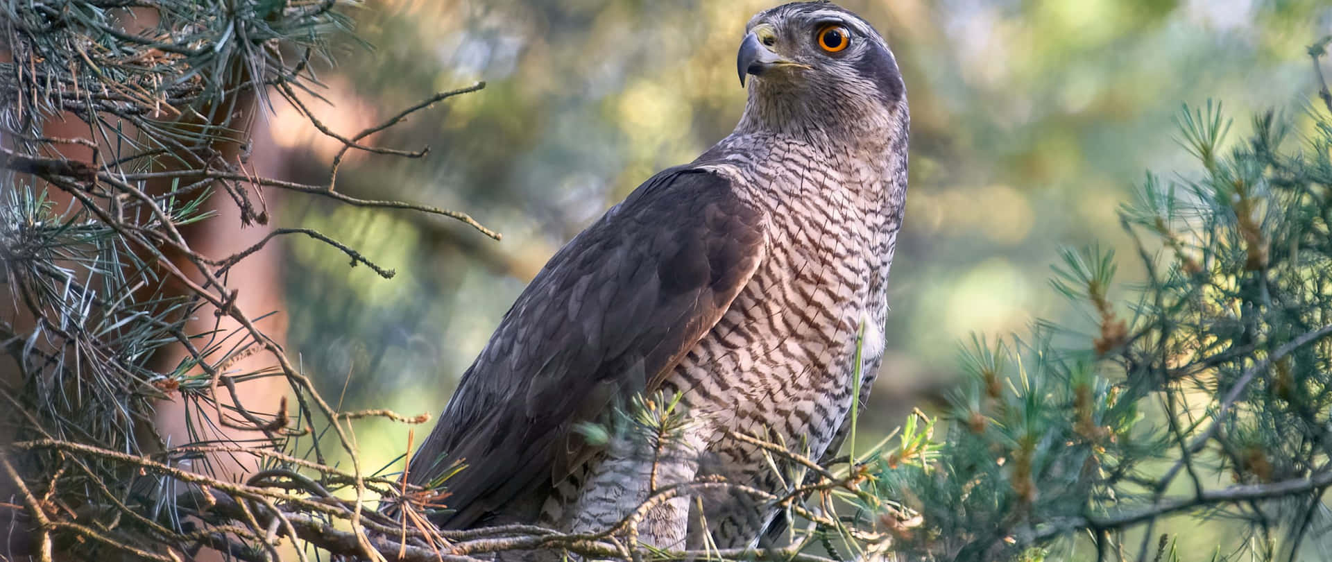 Majestic Goshawkin Natural Habitat Wallpaper