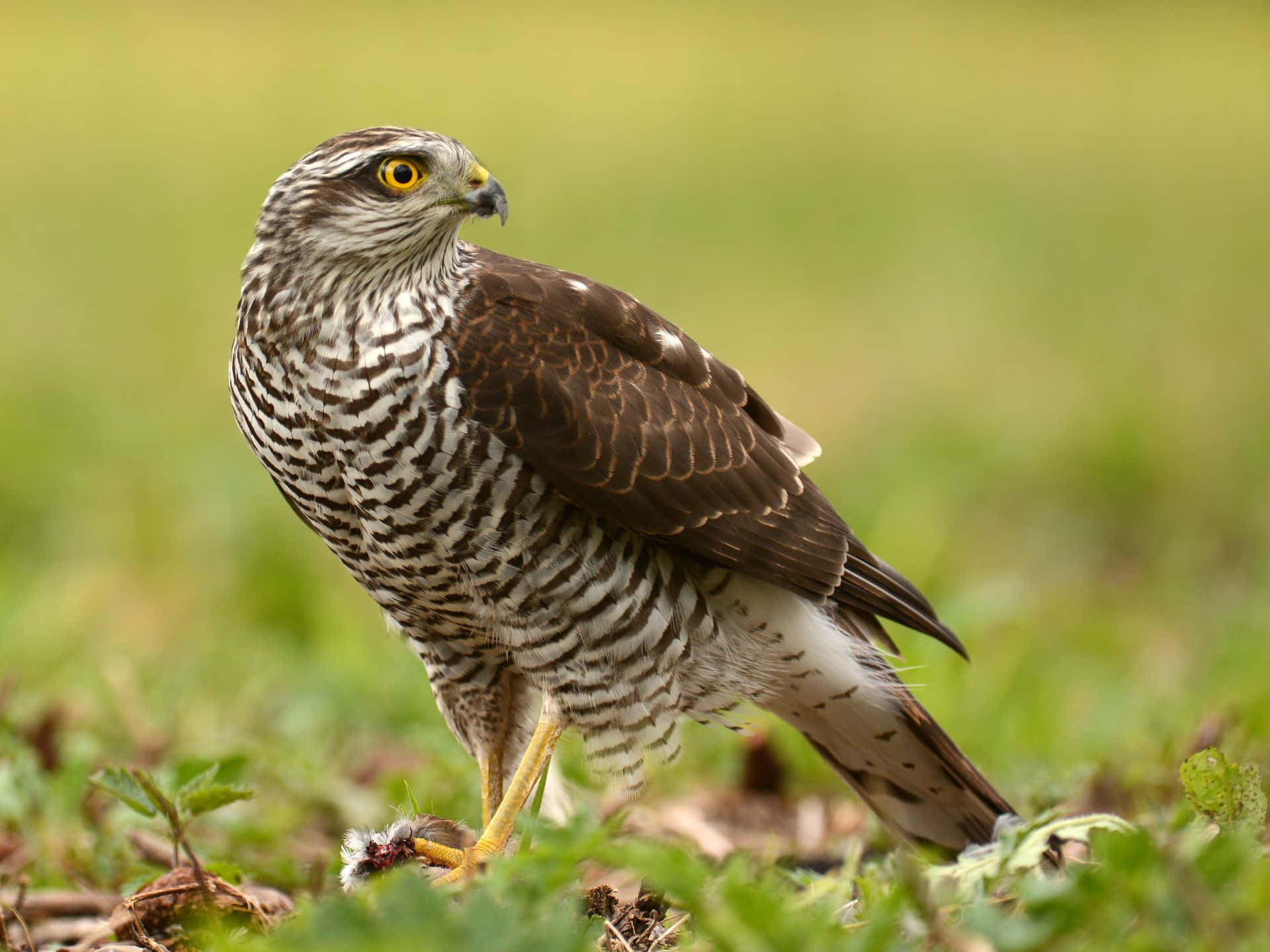 Majestueuze Goshawk In De Natuur Achtergrond