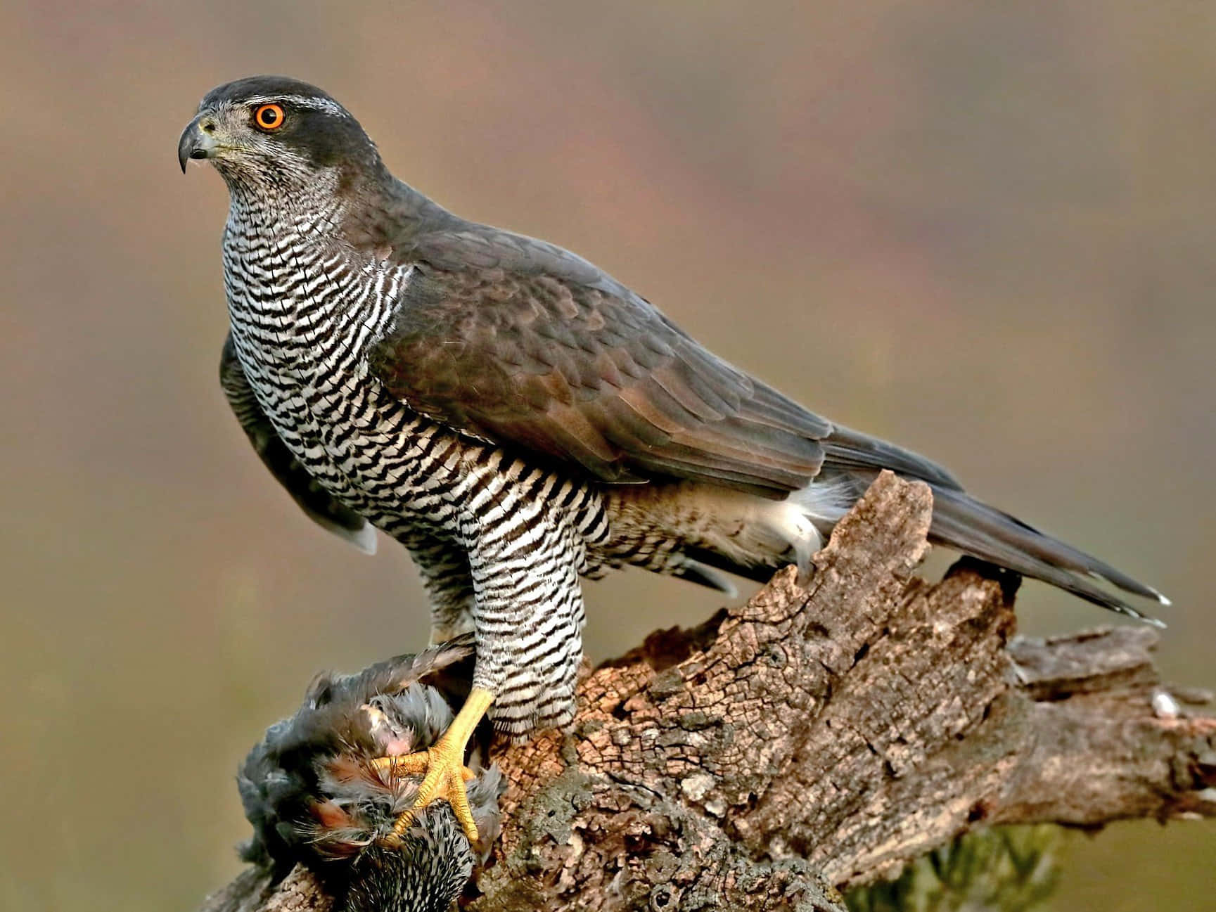 Goshawk Majestueux Avec Proie Fond d'écran