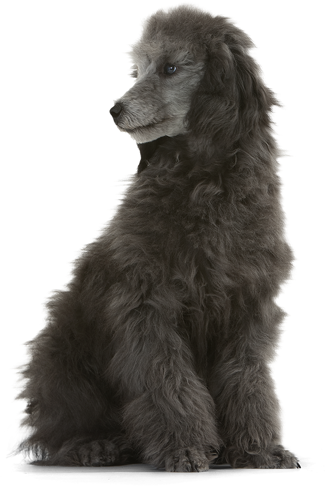 Download Majestic Gray Poodle Sitting 