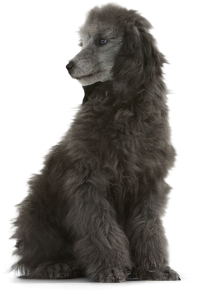 Majestic Gray Poodle Sitting SVG