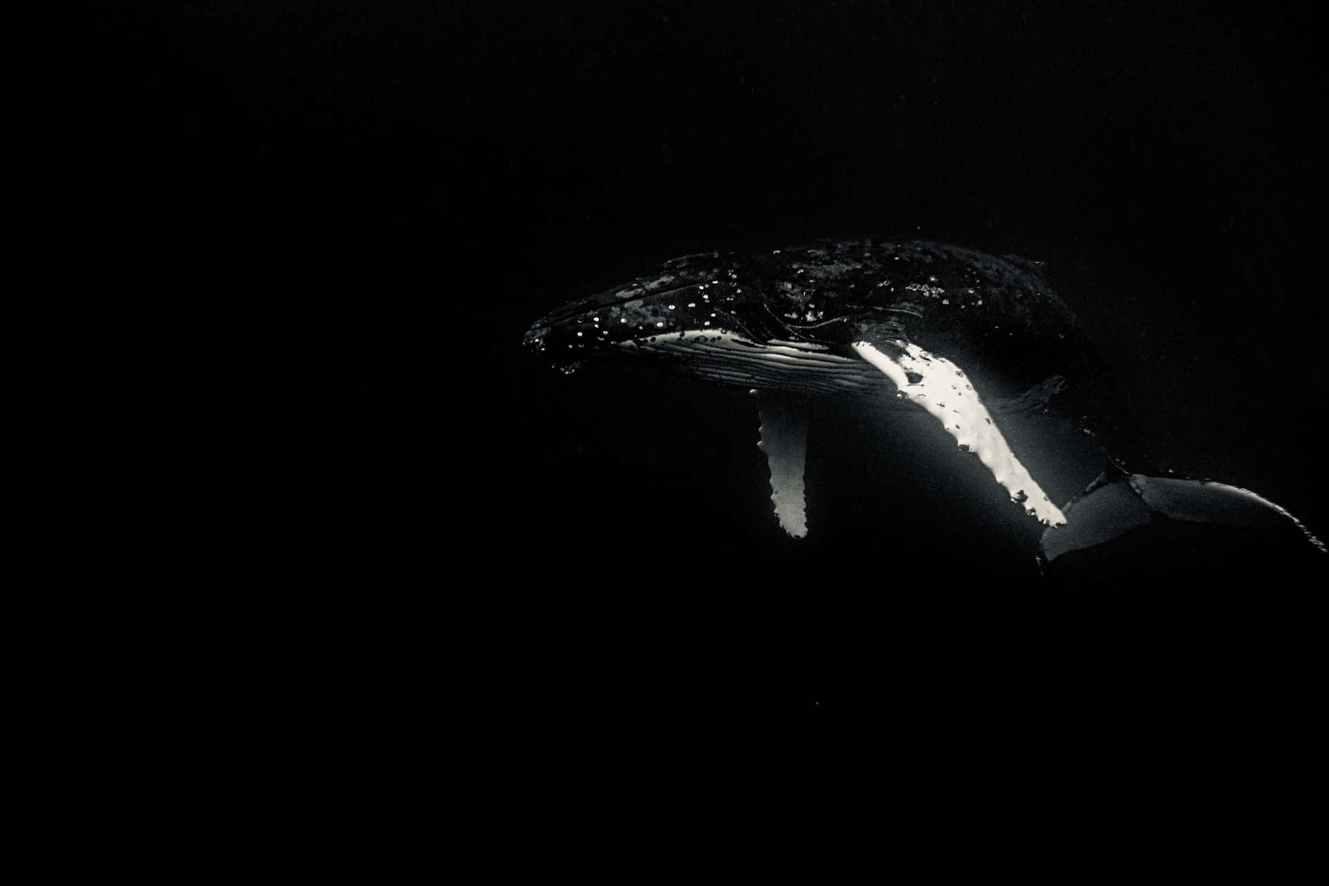 Majestic Gray Whale In Dark Waters Wallpaper