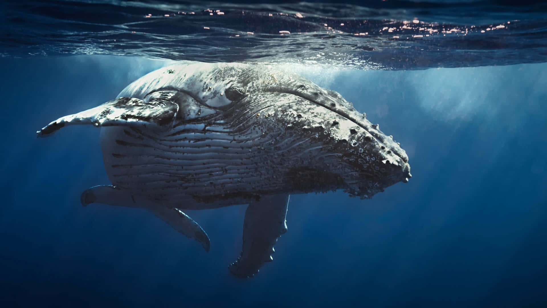 Majestic Gray Whale Underwater Wallpaper